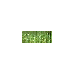 1/8in Ribbon - 5535 Oregano